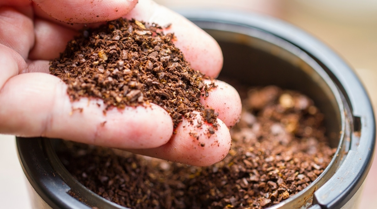 Coarse ground coffee in a storage tin.